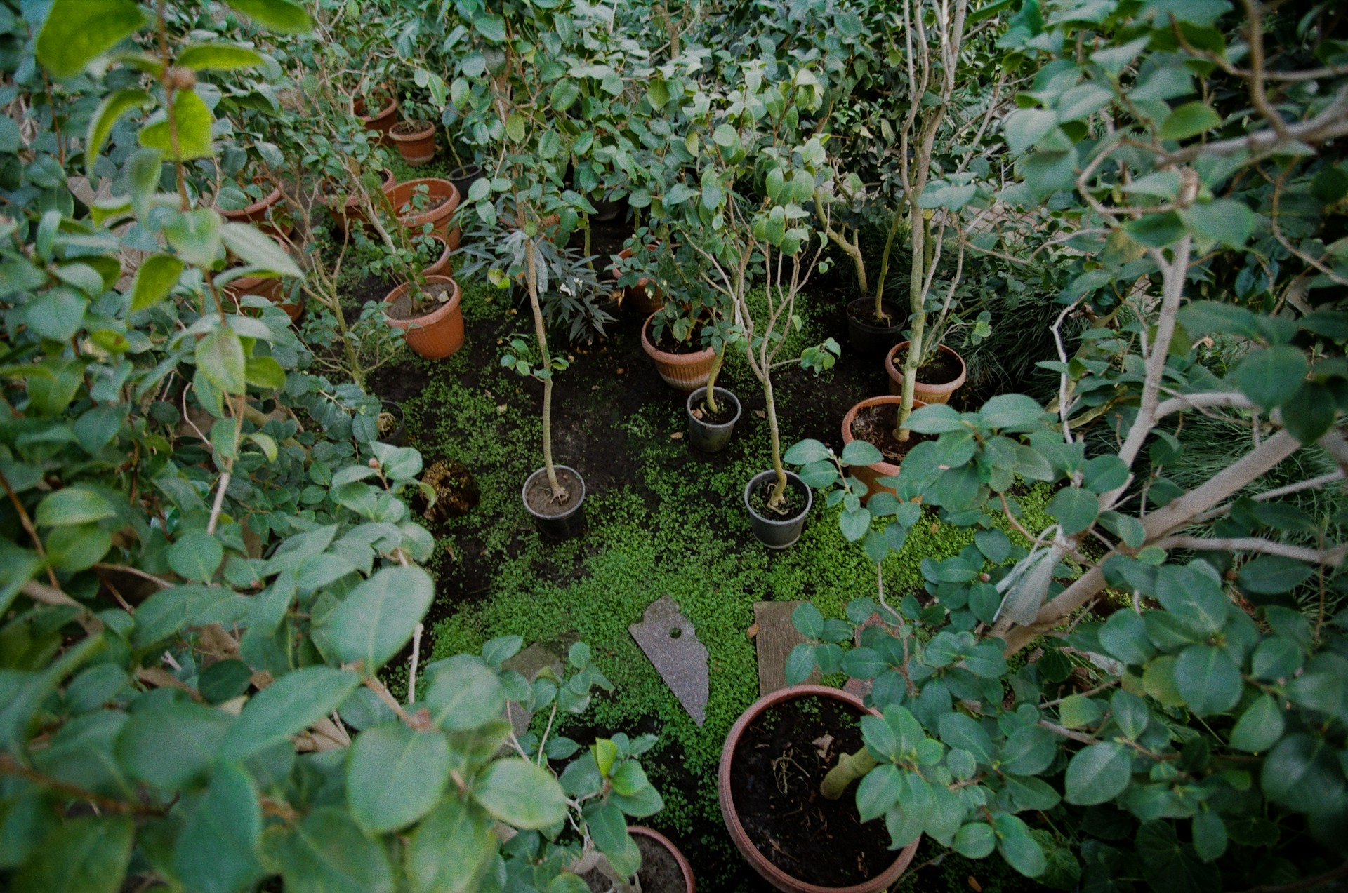 Modern Urban Farming